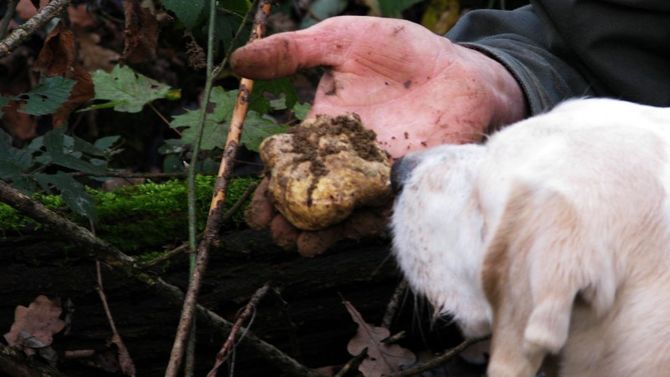 Tartufo bianco di Alba