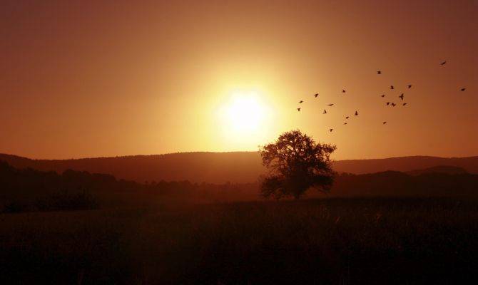 Uccelli al tramonto