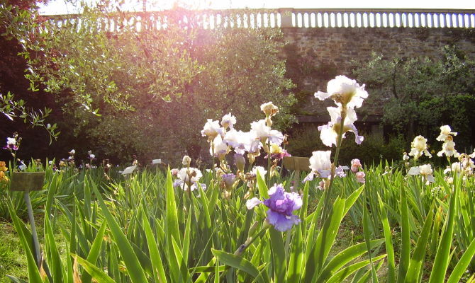 firenze giardino iris fiori natura parco primavera sole