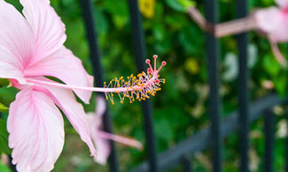 Fiori di hibiscus