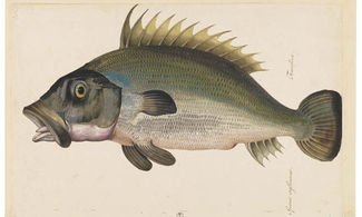 Jacopo Ligozzi
