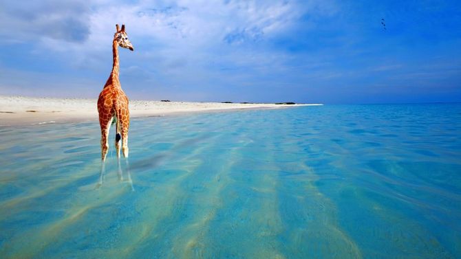 Giraffa a Boca Grandi beach