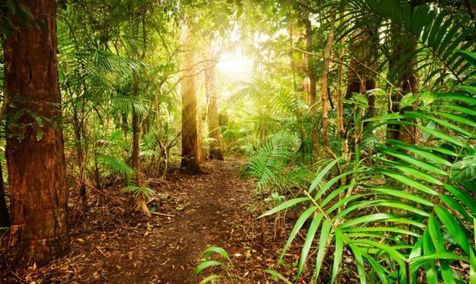 Queensland foresta pluviale
