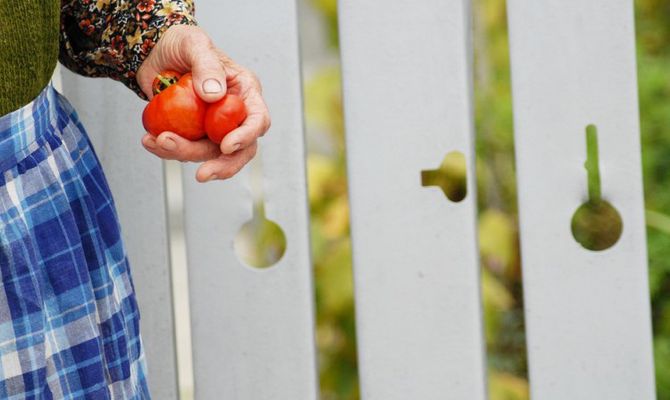 Pomodori rossi in mano a una contadina
