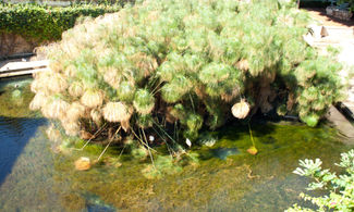 Pianta di papiro a Siracusa
