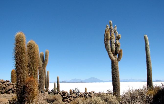 Cactus in Bolivia