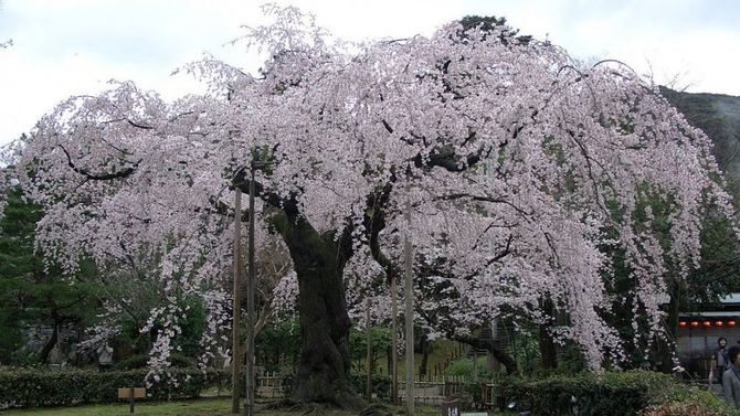 Giappone incantato con i ciliegi in fiore