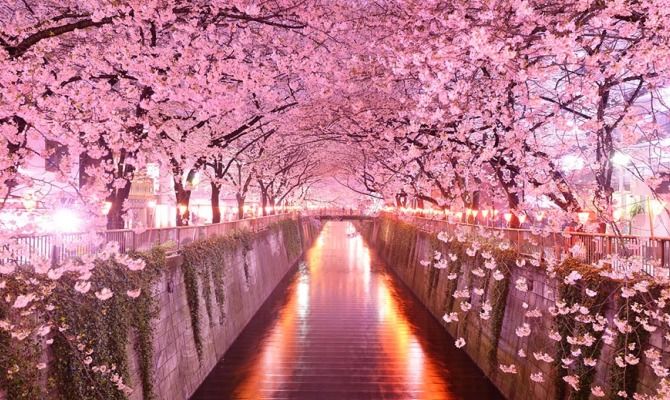 Viale dei ciliegi in Giappone