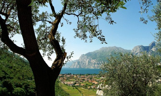 Lago di Garda paesaggio tra gli ulivi
