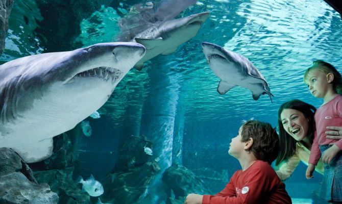 Acquario con squali<br>