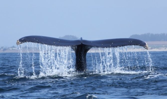 Balena, oceano, cetacei