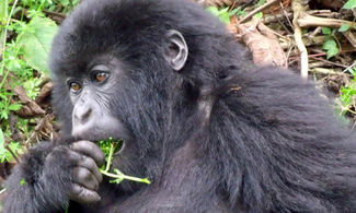 Uganda: i migliori parchi per avvistare i gorilla