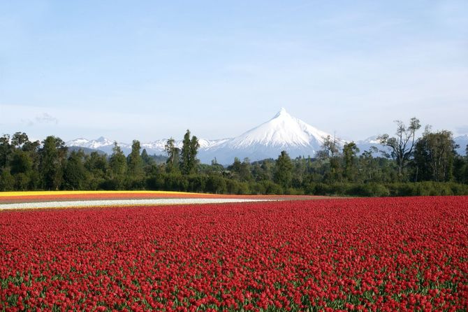 1 Monte Osorno