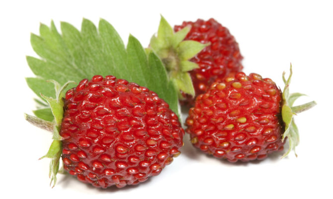 fragole fragoline frutti rossi tre foglie frutta