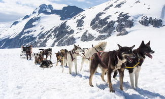 Alpen Trail: Sleddog in Alta Pusteria