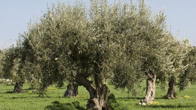 olio Val di Mazara foto