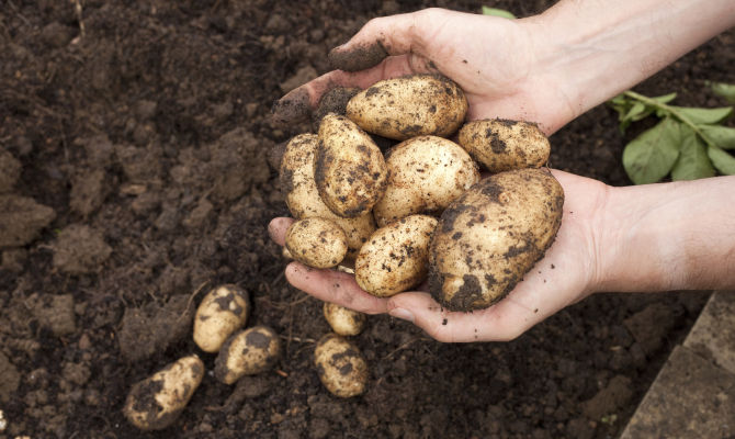 tuberi raccolti dalla terra