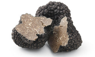 Al via la fiera del tartufo nero estivo del Furlo 