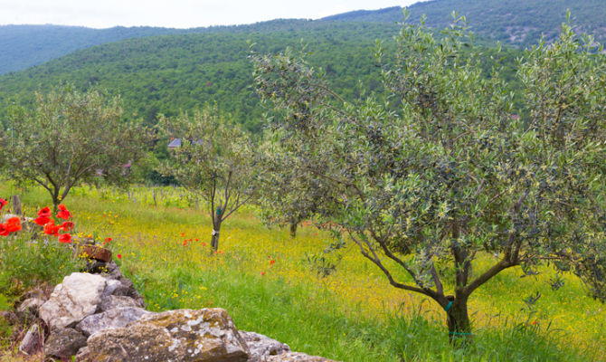 uliveto, alberi di olive