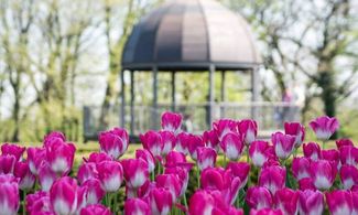 parco giardino sigurtà fiori tulipani