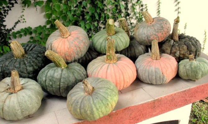 zucche zucca mantovana autunno ortaggi halloween<br>