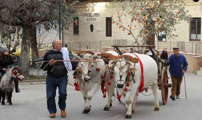 Giano dell'Umbria, Festa della Frasca