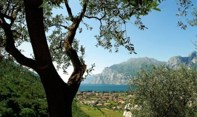 Lago di Garda paesaggio tra gli ulivi