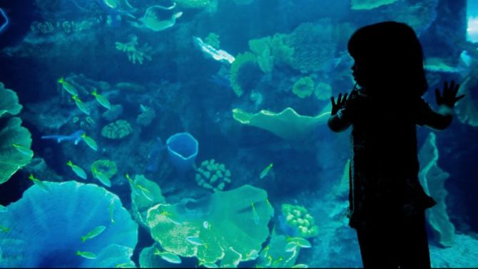 acquario