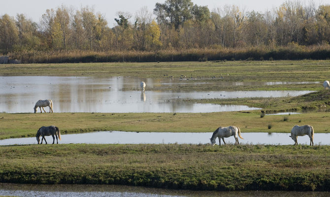 Cavalli in Camargue