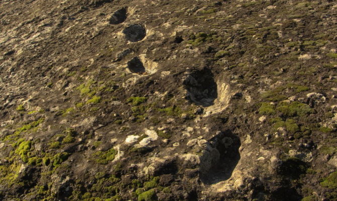 Impronte fossili