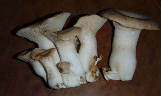 funghi cardoncelli pleurotus eryngii legno 