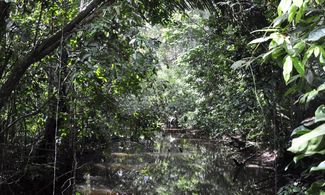 Viaggio sensoriale nella Foresta Amazzonica