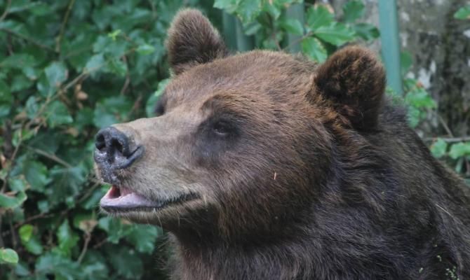 parco spormaggiore orso bruno animali natura bosco