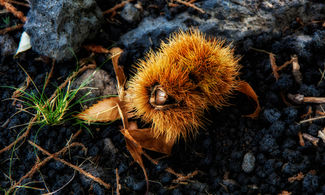 In Sicilia a raccogliere castagne