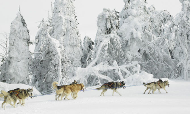 Sleddog