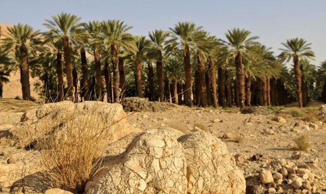 Israele palme nel deserto della Giudea