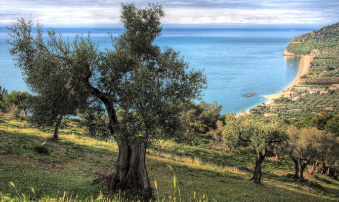 Gargano paesaggio con ulivi