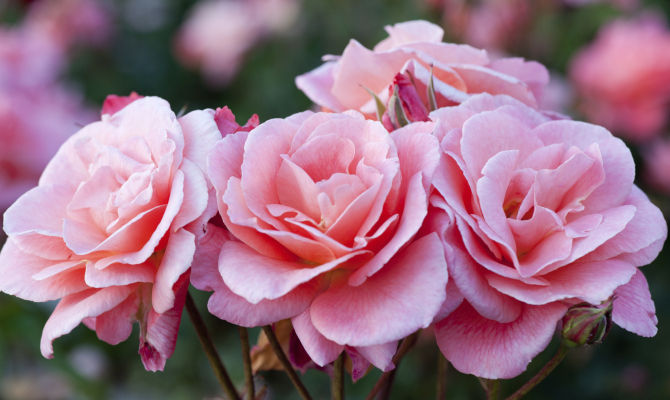 rose rosa fiori mazzo gambo