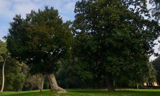 napoli real bosco capodimonte