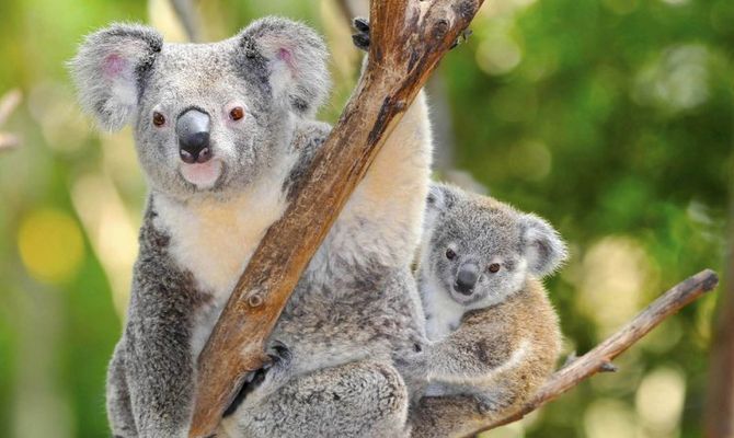 Risultati immagini per australia e i marsupiali