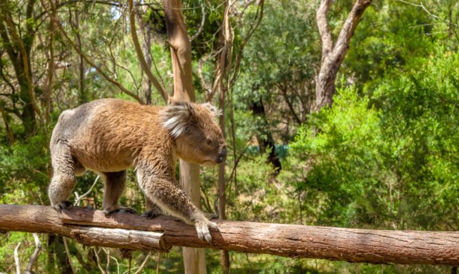 Koala, Victoria, Australia