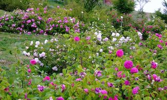 Emilia Romagna, a spasso tra le rose antiche nel Museo Giardino