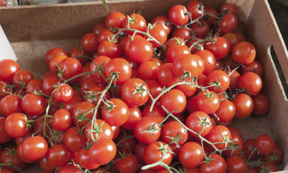 Sicilia, tutta la dolcezza del pomodoro ciliegino 