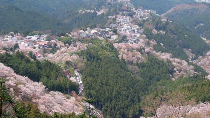 Giappone incantato con i ciliegi in fiore