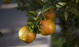 chinotto agrume albero frutto