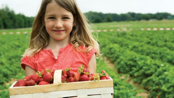 Bambina con cassetta di fragole