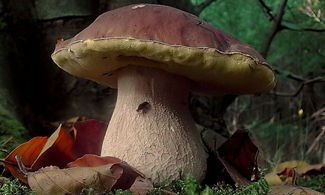 Campania: i porcini  vulcanici  di Roccamonfina