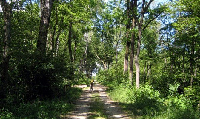 parco stupinigi torino bicicletta bosco passeggiata natura