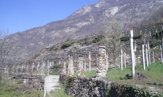 carena montagna vigneti pergolati piemonte uva vino