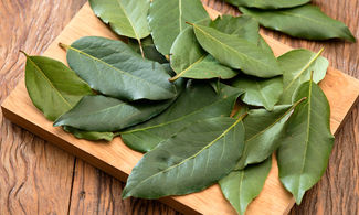 erba aromatica, foglie di alloro